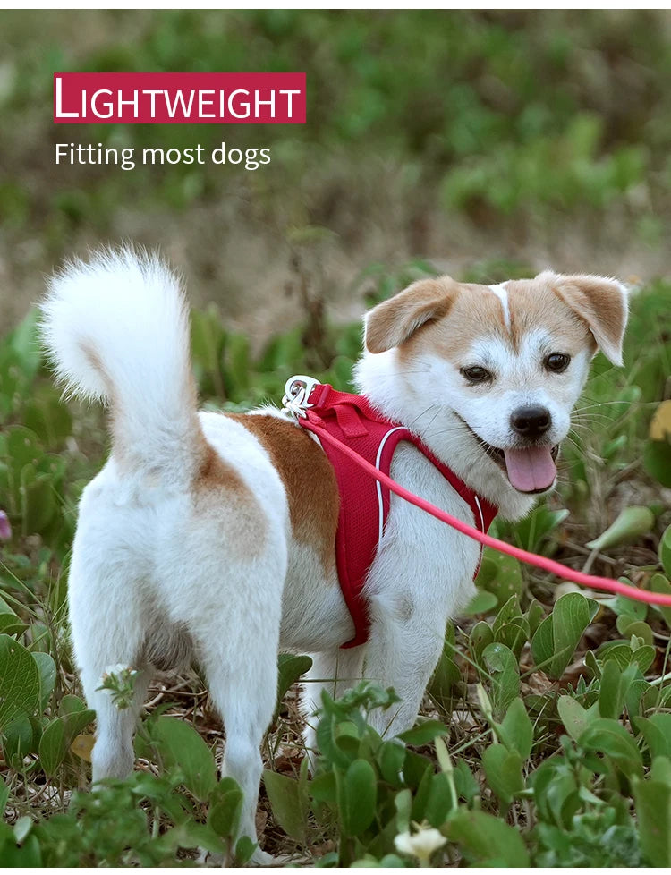 Ensemble de laisse de harnais pour chien, pour petit et moyen chien, harnais réfléchissant réglable pour chiot et chat, gilet pour animaux de compagnie, Chihuahua Yorkies, marche en plein air